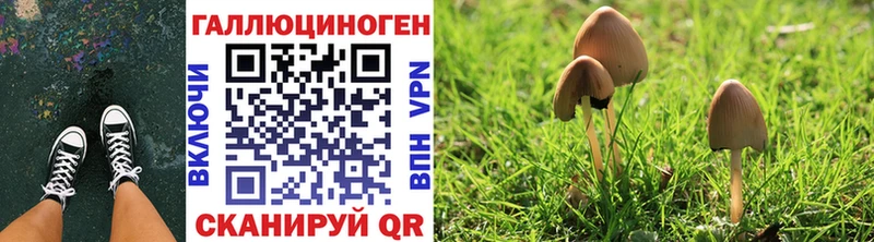 Псилоцибиновые грибы MAGIC MUSHROOMS  где продают   Кингисепп 